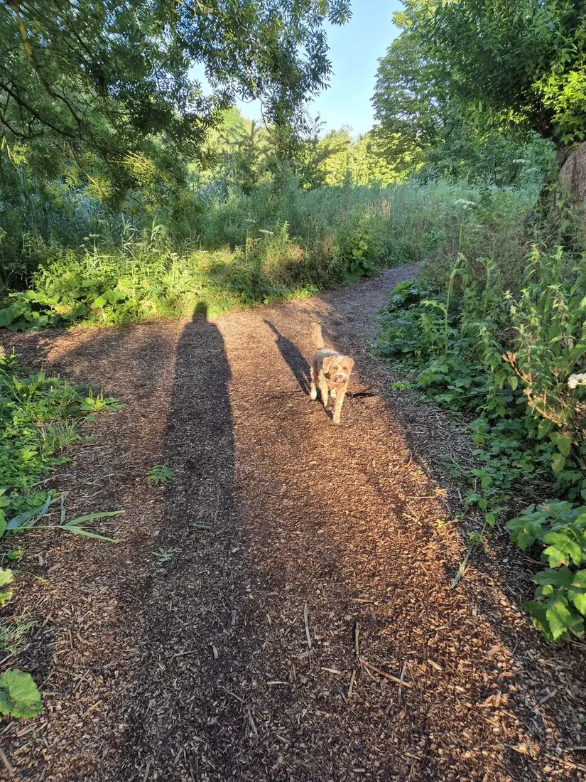 Lange schaduw op een bospad, met een hond in het licht