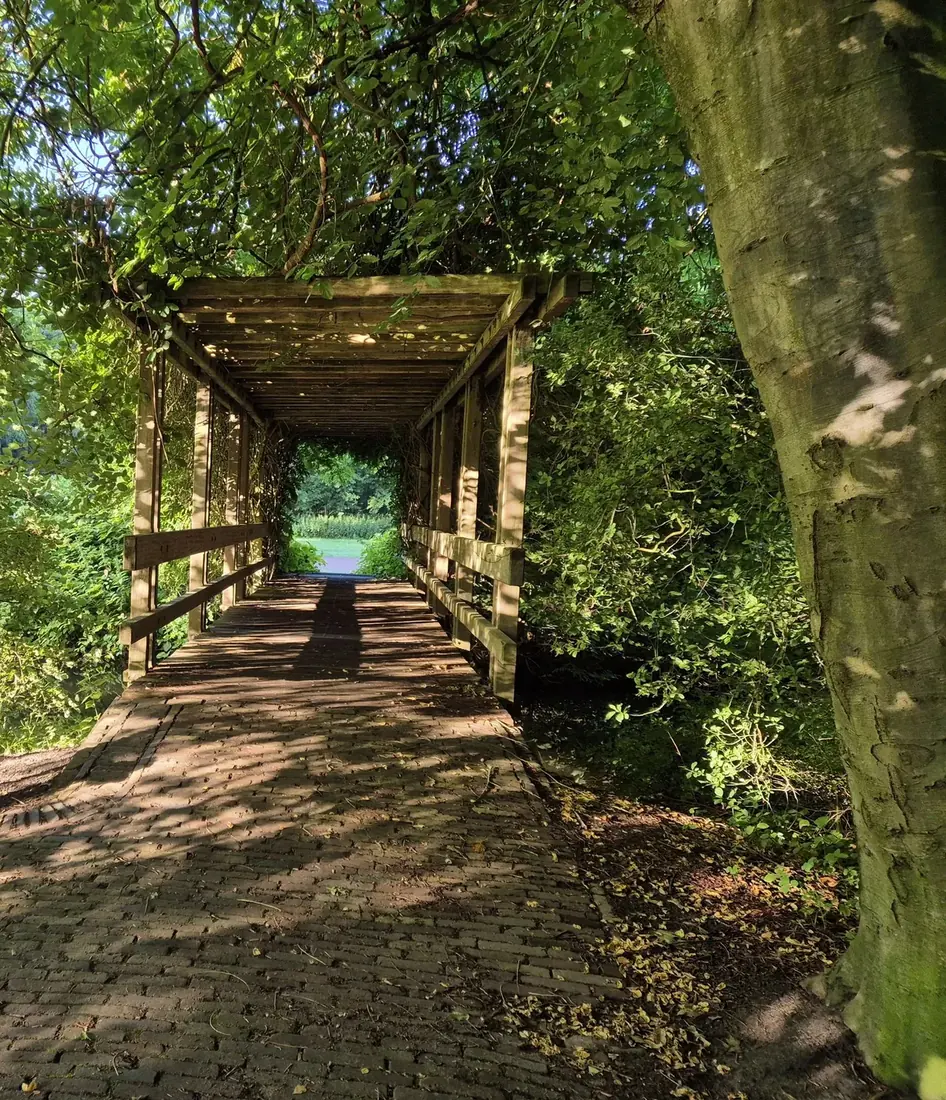 Pad door een groene tunnel van bomen naar het licht