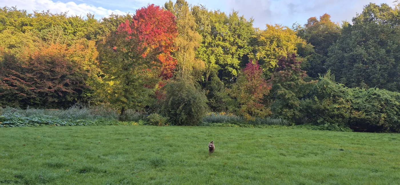 Herfstbos met een hondje in het gras (Gaasperplasbos)