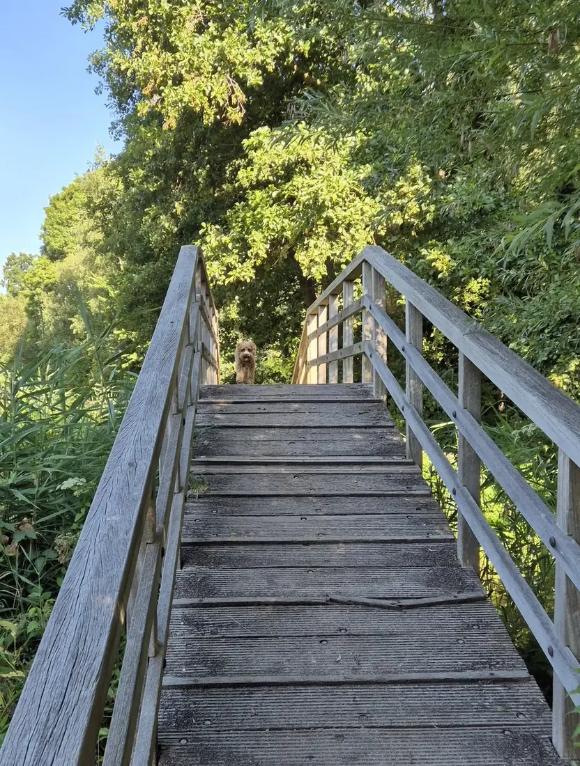 Houten trap over een brug tussen het groen, met een hond bovenaan