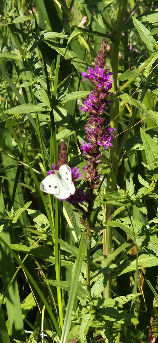Witte vlinder op paarse kattenstaart tussen het gras, symbool van transformatie en groei