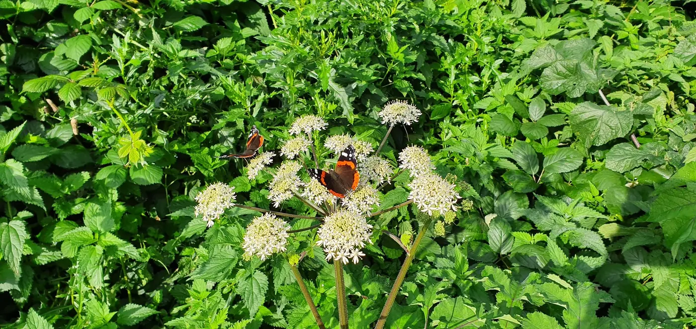 Twee vlinders op wilde witte bloemen